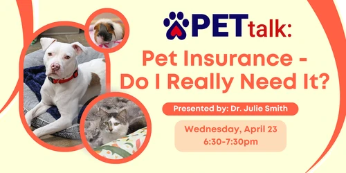 Happy dog protected by pet insurance in Arizona