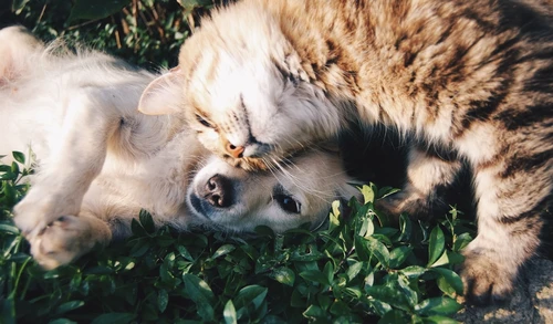 Arizona dog facing local hazards protected by insurance